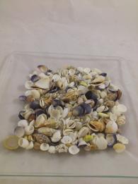 Muscheln  mix small  1-3 cm 200 gr.